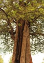 Old tamarind tree stem