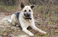 German Shepherd mixed breed dog laying down