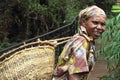 old Tanzanian Woman works in coffee farm Royalty Free Stock Photo