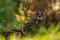 old tawny owl (Strix aluco) in the colourful forest Royalty Free Stock Photo
