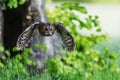 old tawny owl (Strix aluco) flew out of the tree Royalty Free Stock Photo