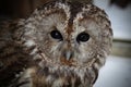 Old Tawny owl (Strix Aluco) Royalty Free Stock Photo