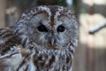 Old Tawny owl (Strix Aluco) Royalty Free Stock Photo