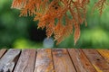 Old teak wood empty table in front of dry Arborvitaes Thuja spp. leaves Royalty Free Stock Photo