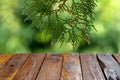 Old teak wood empty table in front of green Arborvitaes Thuja spp. leaves Royalty Free Stock Photo