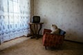 Old Teddy bear sitting on chair and watching TV Royalty Free Stock Photo
