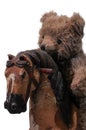 Old teddy bear on wooden rocking horse Royalty Free Stock Photo