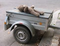 Old teddy on trailer Royalty Free Stock Photo