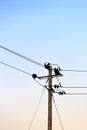 Old Telephone pole and clear blue sky view Royalty Free Stock Photo