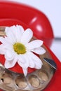 Old telephone and white flower Royalty Free Stock Photo