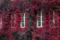 An old tenement house covered with pink vines Royalty Free Stock Photo