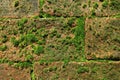 Old terracotta brick wall full of green mossy plants growing Royalty Free Stock Photo