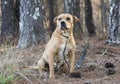 Old terrier mix mutt dog on leash outside sitting down Royalty Free Stock Photo