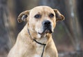 Old terrier mix mutt dog on leash outside Royalty Free Stock Photo