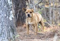 Old terrier mix mutt dog on leash outside Royalty Free Stock Photo