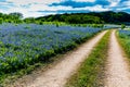 Old Texas Dirt Road in Field of Texas Bluebonnet Wildflowers