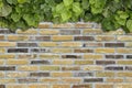 Green ivy grows on old brick wall. Old stone wall with ivy as background Royalty Free Stock Photo