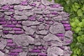 Green ivy grows on old brick wall. Old stone wall with ivy as background Royalty Free Stock Photo