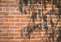 Old Texture brick wall, background, detailed pattern covered in ivy Royalty Free Stock Photo