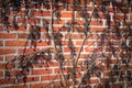 Old Texture brick wall, background, detailed pattern covered in ivy Royalty Free Stock Photo