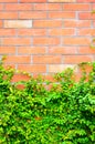 Old Texture brick wall, background, detailed pattern covered in ivy.