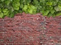 Old Texture brick wall, covered in ivy Royalty Free Stock Photo