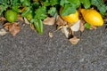 Old textured grey stone Background backdrop with leaves, lemon and lime