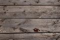 Old textured wood surface with cracks, knots, rusty nails and peeling paint. Natural background of larch planks Royalty Free Stock Photo