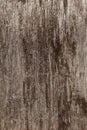 Old textured wood surface with defects, cracks and mold. Natural background of larch planks. Design element, grey color