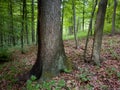 Old thick oak in a beech forest in spring, greenery in a deciduous forest Royalty Free Stock Photo