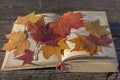 An old thick opened book with a white cloth cover and a group of dry autumn leaves herbarium maple red and yellow Royalty Free Stock Photo