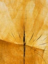 Old thick wooden oak trunk cut surface with growth rings texture and cracks, cross section of a log Royalty Free Stock Photo