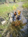 old thrown away leather boot on flame in the farm. Royalty Free Stock Photo