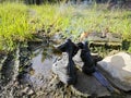 old thrown away leather boot on flame in the farm. Royalty Free Stock Photo