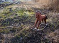 Old thrown away rocking horse