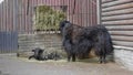 Old Tibetan yak with long black wool and big horns goes along a mountain pasture