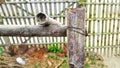 Old tied bamboo gate