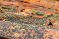 Old Tiles Roof Detail Royalty Free Stock Photo