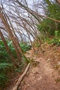 The old tilted forest, Monte Bre, Lugano, Switzerland