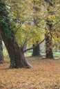 The old tilted tree in the fall