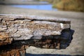 An old timber, on the beach, with the outfall of Arrone river in the background, Fregene, Italy