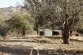 old timber farm shed amongst gumtrees