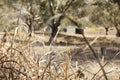 old timber farm shed amongst gumtrees Royalty Free Stock Photo