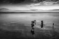 Old timber jetty pillars protruding from the water.  Dead tree stumps In the water. Royalty Free Stock Photo