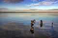 Old timber jetty pillars protruding from the water. Royalty Free Stock Photo