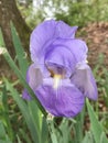 Old Time Historical Lavender Blue Tall Bearded Iris Blossom