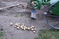 Old-time potato grubber harvesting potatoes