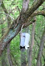 Old tin bucket hanging from a forest tree Royalty Free Stock Photo