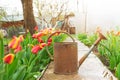 Old tin rusty watering can in a garden with tulips blossom at spring Royalty Free Stock Photo