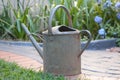 Old tin watering can in a garden. Royalty Free Stock Photo